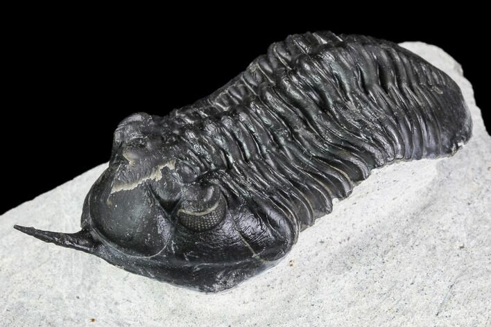 Morocconites Trilobite Fossil - Morocco #108537